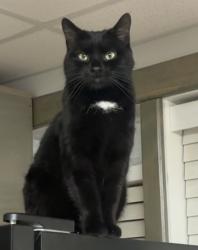 Lost Female Cat last seen Woolper road, Petersburg, KY 41080