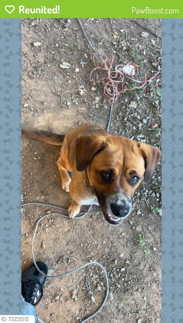 Reunited Female Dog last seen Kost road, Galt, CA 95632