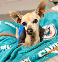 Lost Male Dog last seen Saint vrain, El Paso, TX 79901