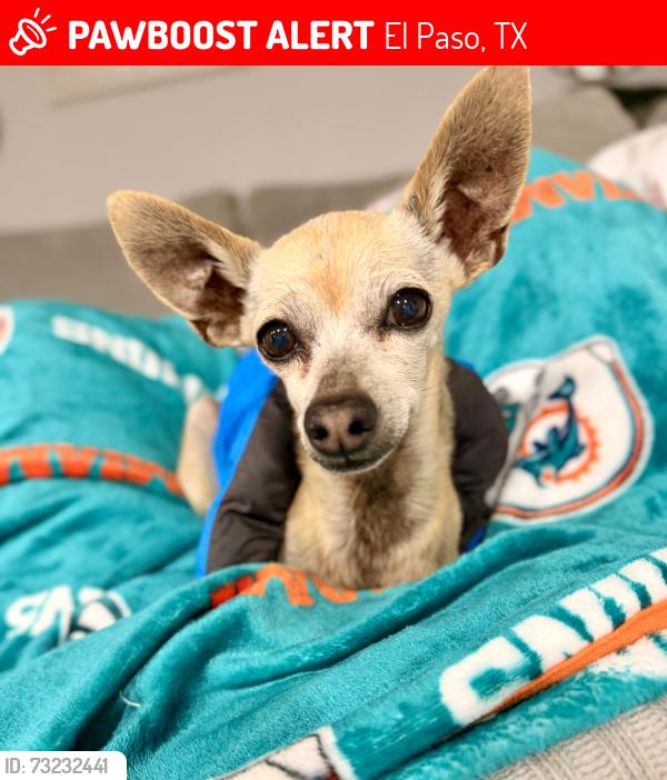 Lost Male Dog last seen Saint vrain, El Paso, TX 79901