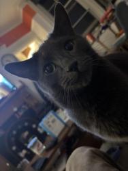 Lost Male Cat last seen Richmond Avenue, West Sussex, England 