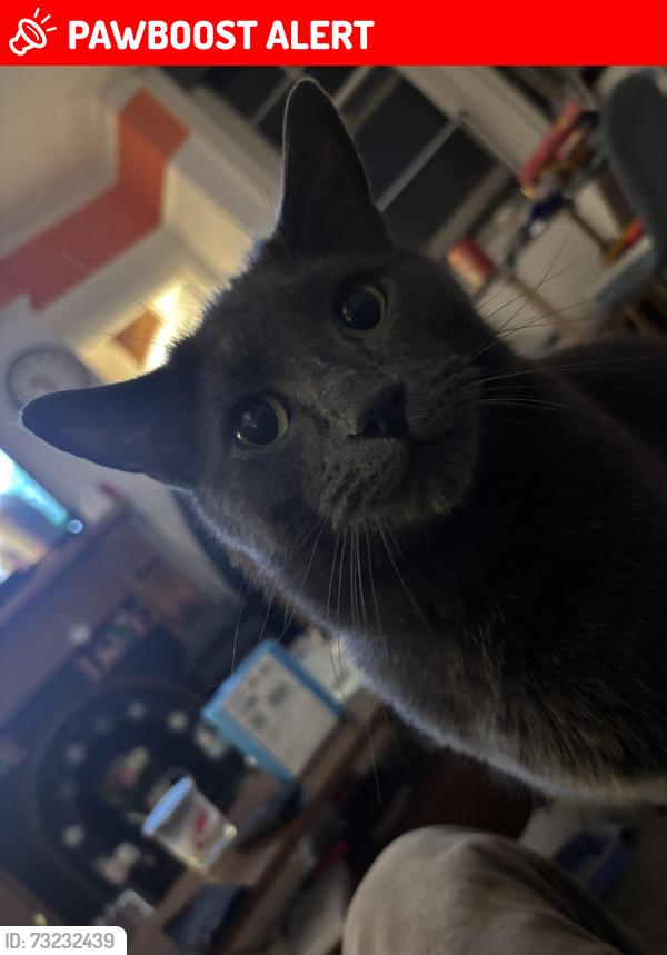 Lost Male Cat last seen Richmond Avenue, West Sussex, England 