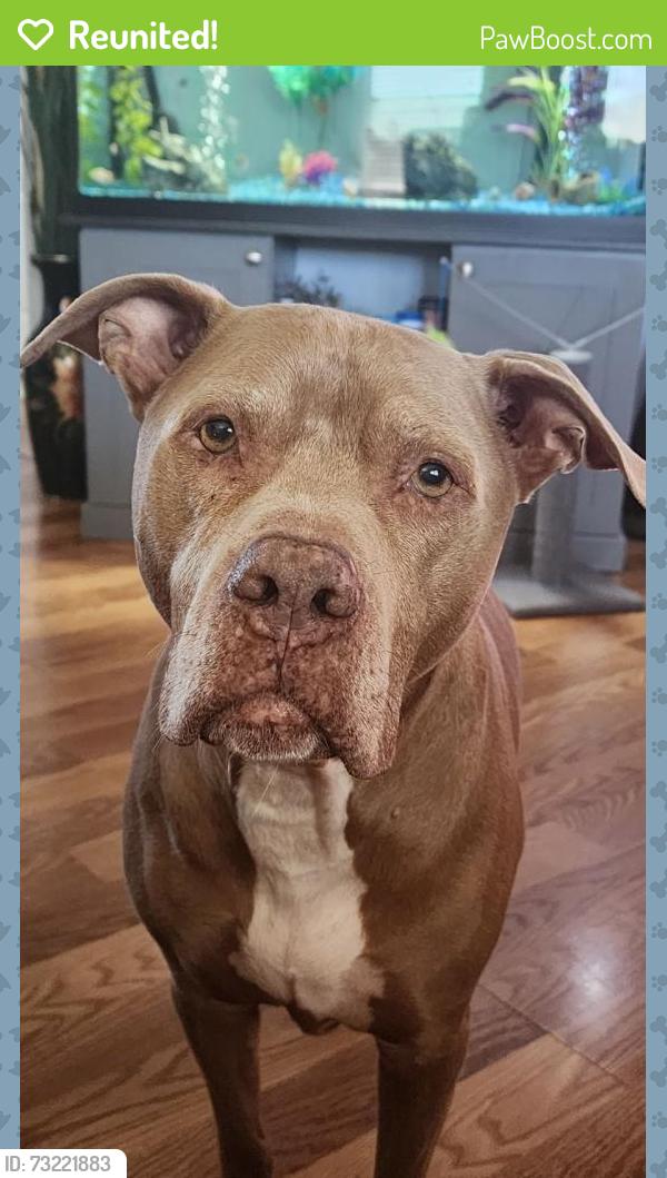 Reunited Male Dog last seen Merritt Brown Rd & Tommy Smith, Panama City, FL 32404