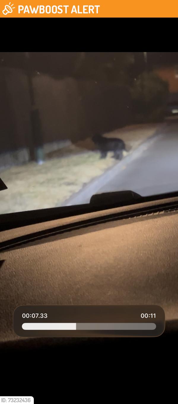 Found/Stray Unknown Dog last seen St Mary of the Angels Chruch, West Midlands, England 