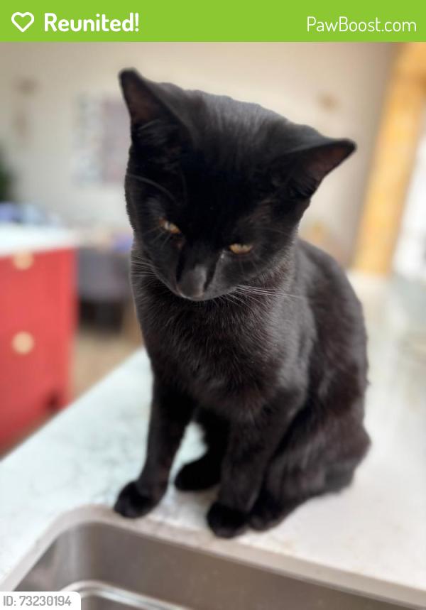 Reunited Female Cat last seen Corner of Tangle Tree Close and East End Road, near Pure Gym, Greater London, England N3 2TR