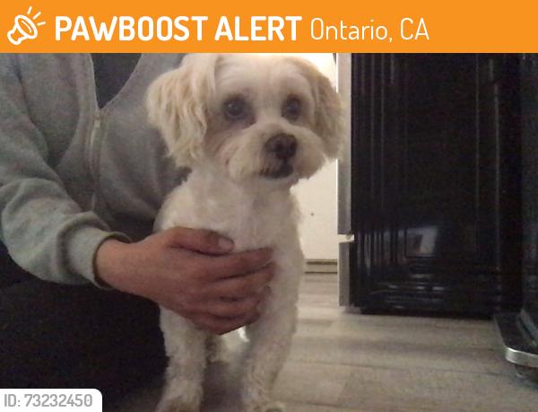 Found/Stray Male Dog last seen Hawthorne and sultana, Ontario, CA 91762