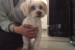 Found/Stray Male Dog last seen Hawthorne and sultana, Ontario, CA 91762