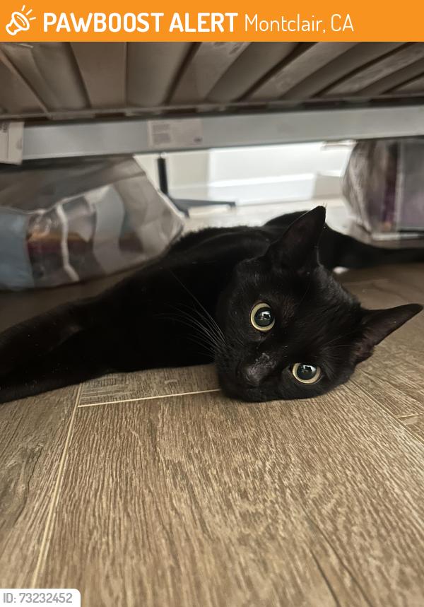 Found/Stray Female Cat last seen in the tommy's parking lot on central, Montclair, CA 91763