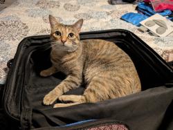 Reunited Female Cat last seen Burwell cres markham, Markham, ON 