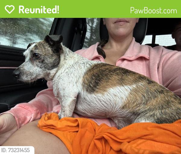 Reunited Male Dog last seen Handcart and Spring Oak Trail, Wesley Chapel, FL 33541