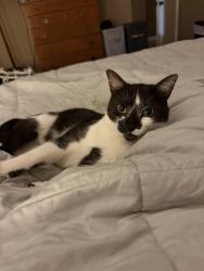 Reunited Male Cat last seen Las cruces st and Jasper, Ventura, CA 93004
