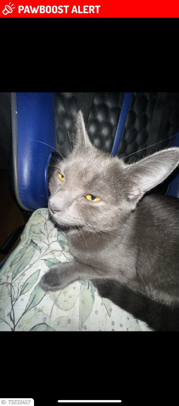 Lost Female Cat last seen Pub on the corner, Fratton, England PO2 7NA