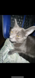Lost Female Cat last seen Pub on the corner, Fratton, England PO2 7NA