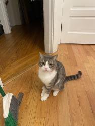 Reunited Male Cat last seen Kansas st near 20th st, San Francisco, CA 94107
