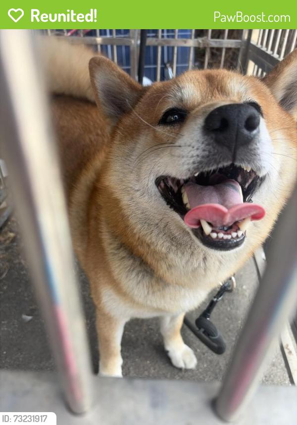 Reunited Male Dog last seen Last seen behind the store “Betty’s fashion” in the alleyway, Los Angeles, CA 90001