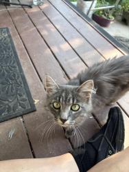 Found/Stray Unknown Cat last seen Moody Ln near Third Lake, Chisago Lake Township, MN 55013