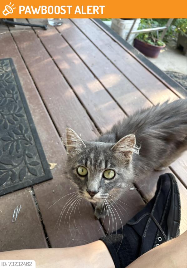 Found/Stray Unknown Cat last seen Moody Ln near Third Lake, Chisago Lake Township, MN 55013