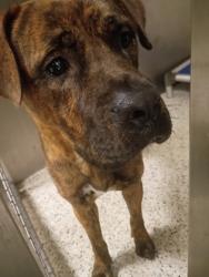 Shelter Stray Male Dog last seen Near GOODSON RD, Union City, GA, 1251 Fulton Industrial Blvd NW, Atlanta, GA 30336, USA