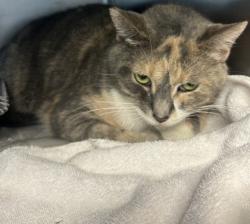 Shelter Stray Female Cat last seen Near S Hairston Rd 1322, 30088, GA, 3280 Chamblee Dunwoody Rd, Chamblee, GA 30341, USA