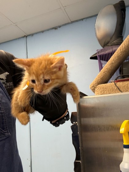 Shelter Stray Male Cat last seen Home Depot parking lot, District 1 - North Cleburne,, 2375 Service Dr, Cleburne, TX 76033, USA