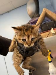 Shelter Stray Female Cat last seen Home Depot parking lot, District 1 - North Cleburne,, 2375 Service Dr, Cleburne, TX 76033, USA
