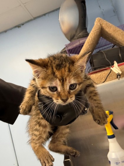 Shelter Stray Female Cat last seen Home Depot parking lot, District 1 - North Cleburne,, 2375 Service Dr, Cleburne, TX 76033, USA