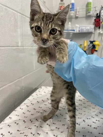 Shelter Stray Male Cat last seen Near Joseph Ave, 21225, MD, 2490 Giles Rd, Baltimore, MD 21225, USA