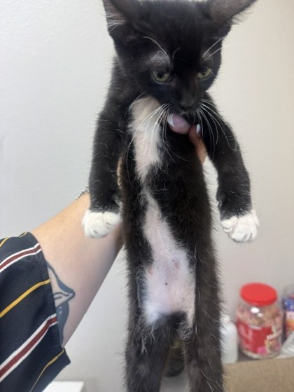 Shelter Stray Female Cat last seen J & L Car Wash - 707 Gross Rd, 75149, TX, 1650 Gross Rd, Mesquite, TX 75149, USA