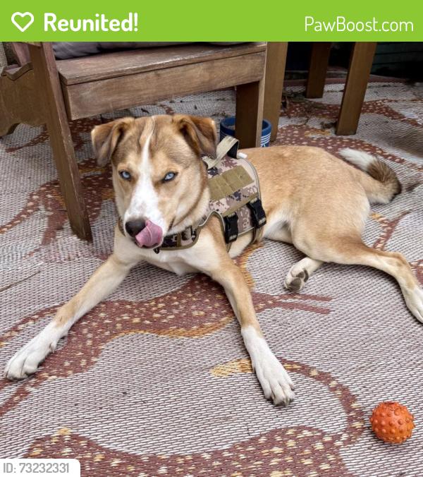 Reunited Female Dog last seen Near Granite Peak Ct, Sacramento, CA 95829, USA, Sacramento, CA 95829