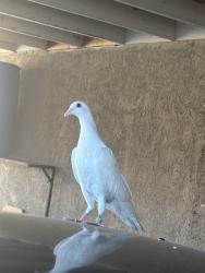 Found/Stray Unknown Bird last seen Vidora Dr, Rowland Heights, CA 91748