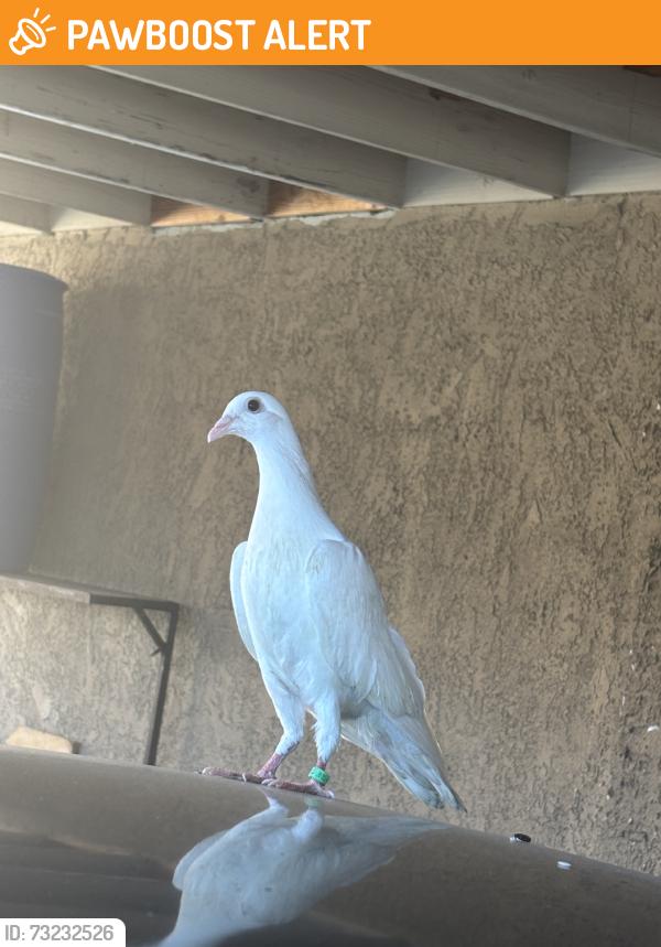 Found/Stray Unknown Bird last seen Vidora Dr, Rowland Heights, CA 91748