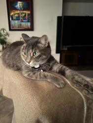 Lost Female Cat last seen San Felipe & Village parkway, San Jose, CA 95135