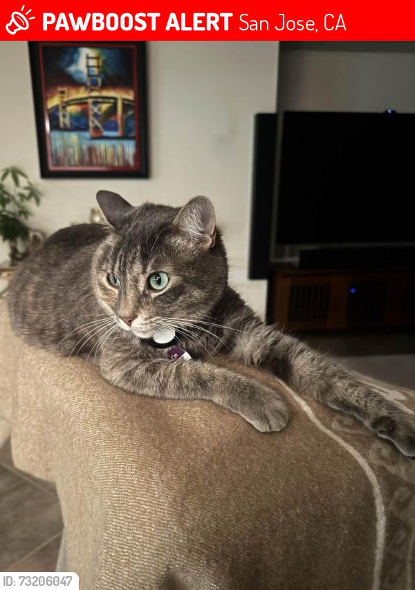 Lost Female Cat last seen San Felipe & Village parkway, San Jose, CA 95135