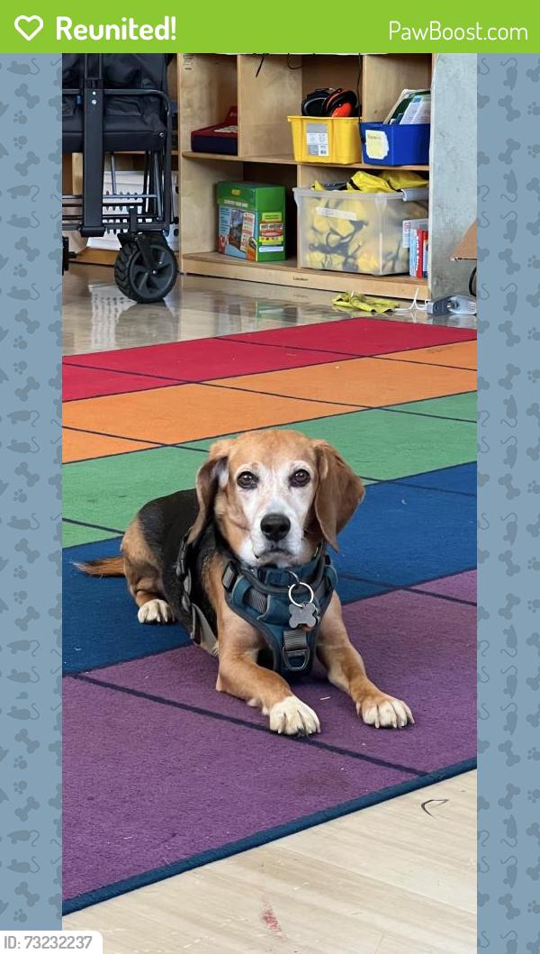 Reunited Male Dog last seen Near Mimosa Ave, Clinton, MD 20735, USA, Clinton, MD 20735