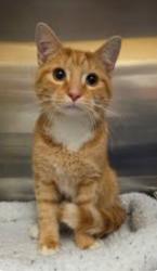 Lost Male Cat last seen Hilger St. & Tarbox St., San Diego, CA 92114