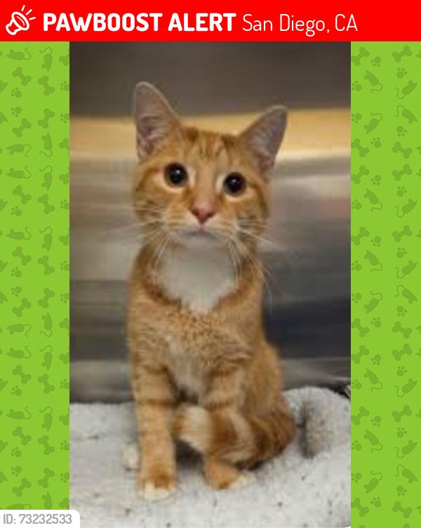 Lost Male Cat last seen Hilger St. & Tarbox St., San Diego, CA 92114