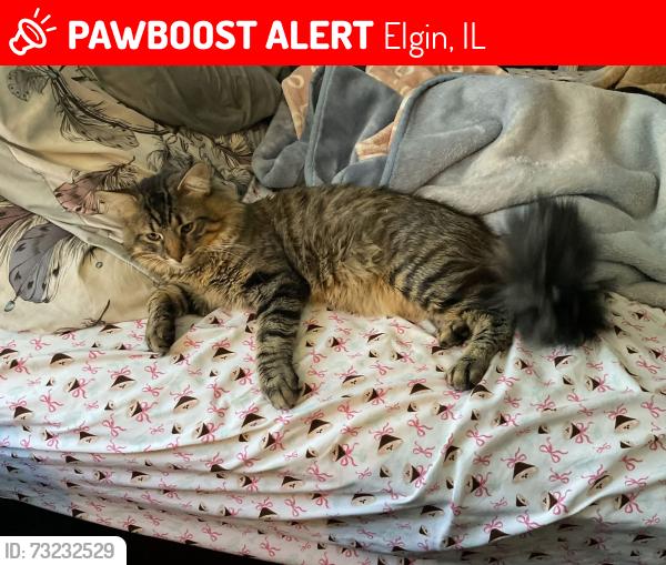 Lost Male Cat last seen Highbury and Waverly, Elgin, IL 60120