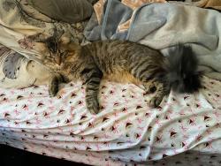 Lost Male Cat last seen Highbury and Waverly, Elgin, IL 60120