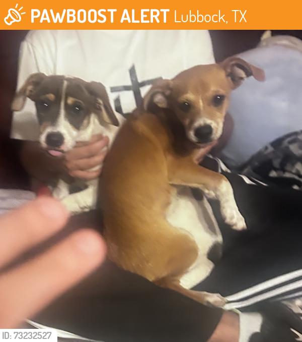 Found/Stray Male Dog last seen Near 90th, Lubbock, TX 79424