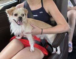 Reunited Male Dog last seen The Prado Shopping Center on Roswell Rd, Sandy Springs, GA 30342