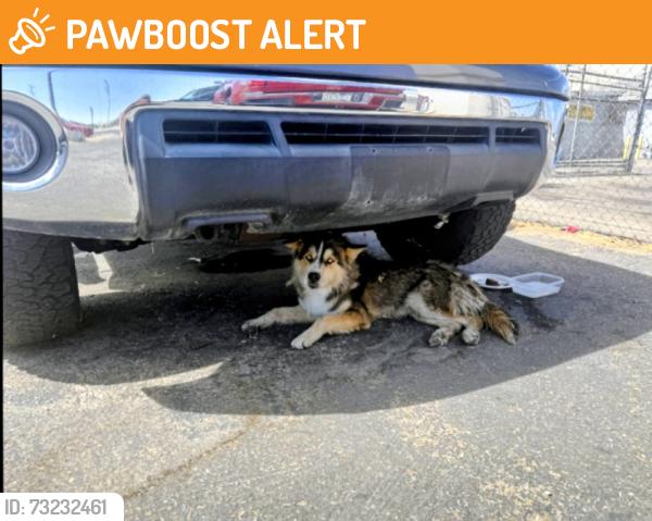 Found/Stray Male Dog last seen Palmdale Rd Victorville CA, San Bernardino County, CA 92301