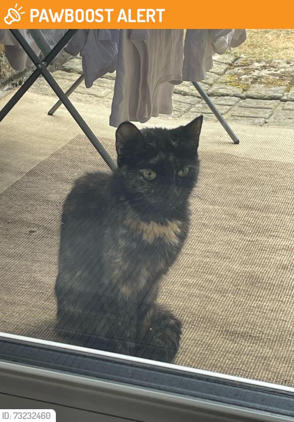 Found/Stray Unknown Cat last seen ha62uh, Greater London, England HA6 2UH