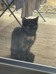 Found/Stray Unknown Cat last seen ha62uh, Greater London, England HA6 2UH