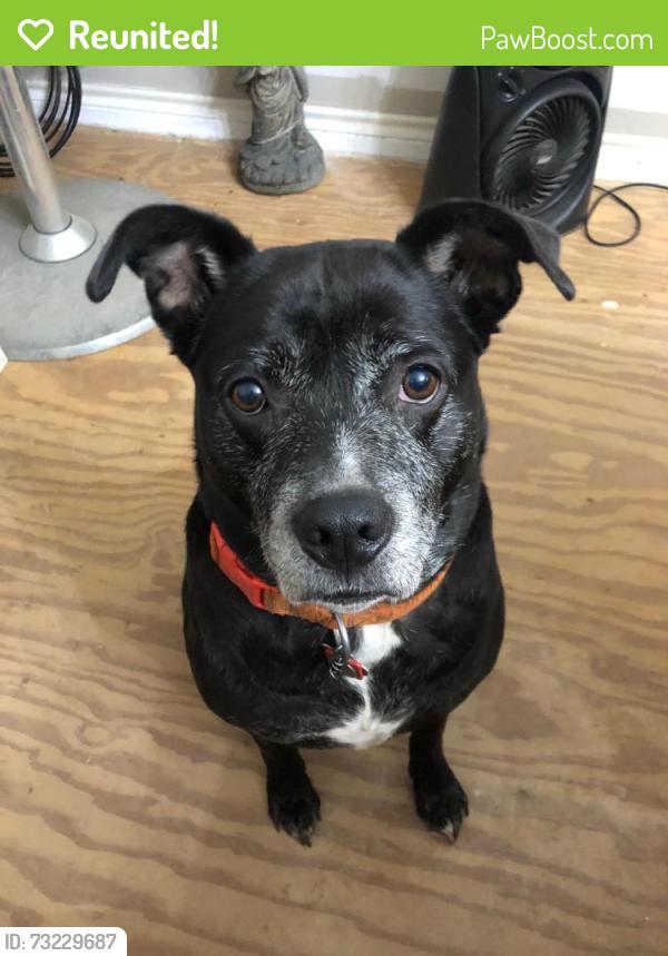 Reunited Female Dog last seen Aurora and Main in Sunset Heights, Houston, TX 77009