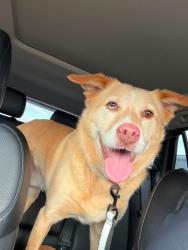 Reunited Male Dog last seen Near and park ave, Parkland, WA 98444