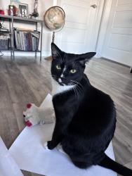 Lost Male Cat last seen Silverado trail & 1 winding way, Napa, CA 94559