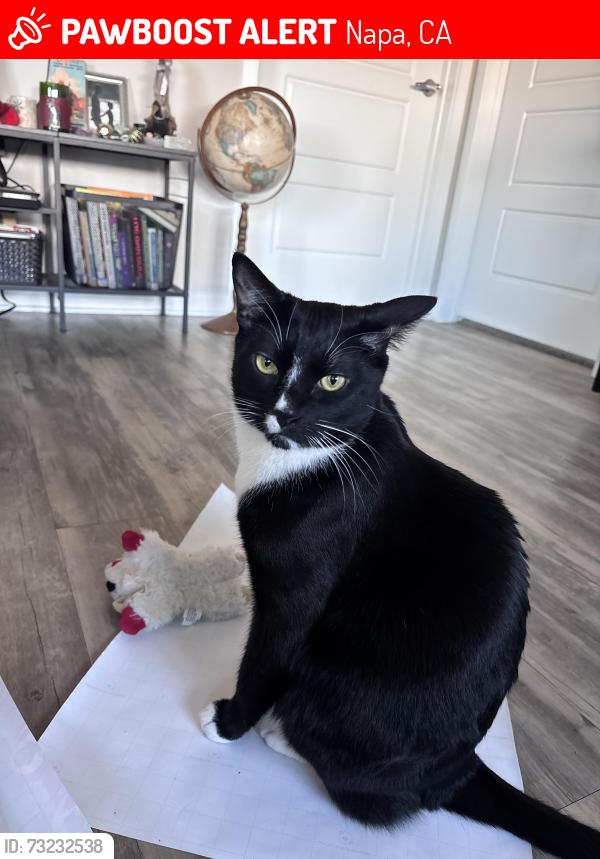 Lost Male Cat last seen Silverado trail & 1 winding way, Napa, CA 94559