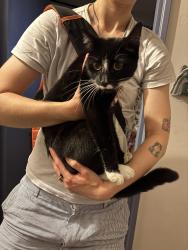 Reunited Unknown Cat last seen Purwell Meadows, Hertfordshire, England SG4 0NN