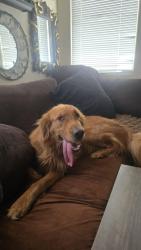 Reunited Unknown Dog last seen Vanilla Ct, Menifee, CA 92585, USA, Menifee, CA 92585