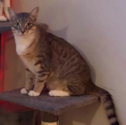 Reunited Male Cat last seen Hixson/Cherokee blvd, Chattanooga, TN 37405